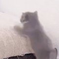 保護されてから約1か月『元気になった子猫』がソファを登り始めた結果…予…