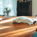 猫が『テーブル』に登りたがって困る！考えられる3つの理由と、やめさせる…
