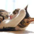 猫が『食事を終えると顔を洗う』3つの理由　どんな意味があるの？心理や習…