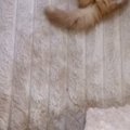 カーペットの上を見たら、『落ちている子猫』を発見……思わず『連れて帰り…
