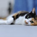 オスの三毛猫は世界に数匹しかいない幸せを呼ぶにゃんこ