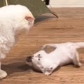 先輩猫にお腹を見せる子猫→『降参アピール』し始めたのかと思ったら…『想…