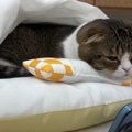 『人間味が強すぎる！』お布団にもぐって動画を見る猫くんが可愛い♡