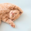 猫が楽しみにしている『大好きな時間』4選　満足させるためのポイント…