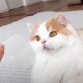 猫は頭にテープを貼ると大人しくなる…？『凶暴猫で検証』した結果に爆…