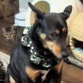 保護された猫→座っている同居犬の横を通ろうとした結果…『可愛すぎる…