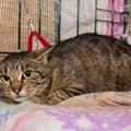 猫が人間に『心を開かない』ときに考えられる理由5つ　心の距離を縮めるに…