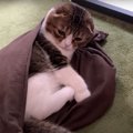 枕カバーを気に入った猫さん！飼い主さんに反抗的になっちゃう？