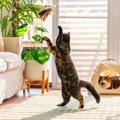 猫のテンションが爆上がりする『上級遊ばせテクニック』3選　緩急ある動き…