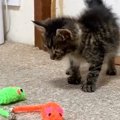 ネズミのおもちゃに警戒していた子猫→飼い主がごはんの準備から戻ると…