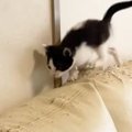 元気いっぱいに遊んでいた子猫→ソファの上で勢いよく走り始めると…ハプニ…
