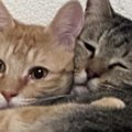 キジトラのことが大好きな茶トラ猫→『べったりとくっついている』と…微笑…