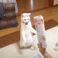 猫が『新聞紙』に戦いを挑んだ結果…翻弄されて"あたふた"す…