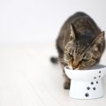 猫にご飯をあげるのは、人より先がいい？あとがいい？猫の『ご飯の順番』…