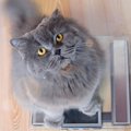 猫の『ダイエット』はいつすべき？肥満の見極め方と安全な方法を解説