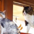 お気に入りの場所に行きたい猫→先住猫に通せんぼされてしまった結果……