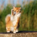 こんな人は飼っちゃダメ！猫を飼うのに向いて無い人の特徴10選