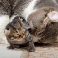 『夜泣き』が止まらない子猫たちに、新米猫夫婦が…『人間顔負けの神対…