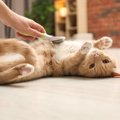 猫の『ブラッシング不足』で起きるトラブル5つ　放置するとどうなる？正し…