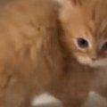 ベッドの上で遊んでいた子猫→飼い主さんのほうを向いて…一生懸命な『やん…