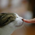 猫が指を向けるとニオイを嗅ぐのはなぜ？3つの意味