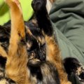 膝の上でくつろぐサビ猫→『驚きのポーズ』で…子供たち爆笑の『まさか…