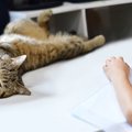 猫が勉強の邪魔をしてくるのはどうして？６つの心理