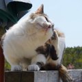 人にうつることもある猫の皮膚病「疥癬」　原因や症状、治療法を解説