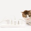 猫との暮らしで起きがちな『予想外の事故』4選　危険を減らすため対策もご…