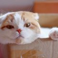 猫を長生きさせる秘訣10選