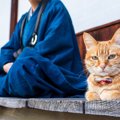 外国でも注目を集める『日本猫』ってどんな猫？その歴史や特徴など、…