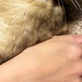 『抱っこが苦手な猫』を抱っこしてみると……可愛すぎる『まさかの表情…
