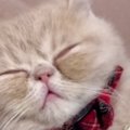 洗濯物を畳んでいる横で『眠っていた子猫』→おててをそっと持ち上げてみる…