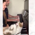ピアノを枕にうっとりする猫→『演奏』していると…あまりにも『まさかすぎ…