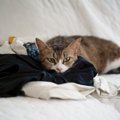 猫にとってたまらない『大好きなニオイ』5選　つい反応してしまう理由や活…