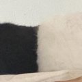 『上半身が黒で、下半身が白の猫？』…思わず二度見してしまう光景が11…