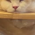 キャットタワーを見たら、透明ボウルの上で猫が…とんでもない『体勢』に爆…