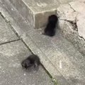 道端に捨てられていた2匹の子猫を保護した結果…1年間の記録と『現在の…