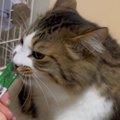 おやつを食べている猫→『体』を見てみたら…猫とは思えない『まさかの様子…