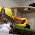 季節に合わせてお気に入りを楽しむ猫ちゃんたち♡