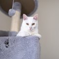 猫を危険にさらす『危ないキャットタワー』3つの特徴　安全に遊ぶため…