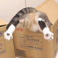 見る人を吸い寄せる猫ちゃんの魅惑のお尻