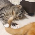 しっぽで猫釣り！猫ちゃんは釣られてしまうのか？