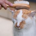 猫の老化を早める『生活習慣』7選　見直すべき理由から改善策まで