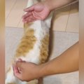 床でくつろいでいた猫→近づいてきた次男に体を『ピーン』と伸ばされて…ま…