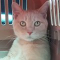 病院に向かう途中、『キャリーの中にいる猫』を見てみると…まさかの光…