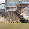 『超巨漢の新入り猫』が『若頭』に喧嘩を売った結果、ボス猫が…壮大過…