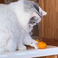 猫がカウンター上のみかんに…『そーっと落としていく』光景が面白すぎ…