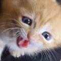 ミルクを冷ます飼い主さん→『赤ちゃん猫』が待ちきれなくなった結果……