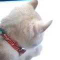 パソコンで作業をしていると、『子猫』がやってきて…全然進められない…